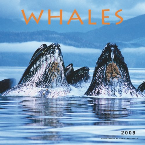 Whales 2009 Square Wall Calendar