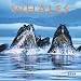 Whales 2009 Calendar
