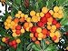 Erdbeerbaum - Arbutus unedo - Samen