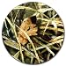 Drymate Coaster-Advantage Camo