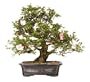 Brussel's Satsuki Azalea Specimen Bonsai
