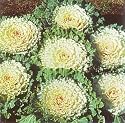White Osaka Flowering Cabbage 25 Seeds
