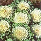 White Osaka Flowering Cabbage 25 Seeds - Annual
