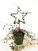 Live Angel Vine Topiary Star - 14 Rustic Angel Vine Star