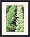 Framed Prints of Vegetable rows from Ros Drinkwater