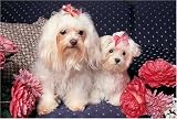 1000 Piece Maltese Puppies Jigsaw Puzzle - B000FTDW6U