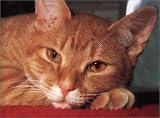 Cats Up Close (Tiny Folios)