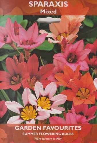 Sparaxis - Mixed - Summer Flowering Bulbs