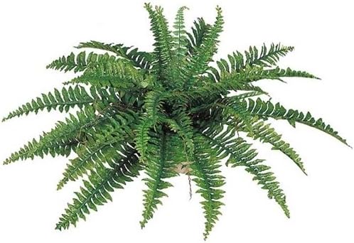 Fake Fruit, Flower or Plant Foliage, 6pc, BOSTON FERN X35 (34" DIA) - GREEN