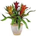 Triple Bromeliad