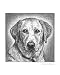 Labrador Retriever, Yellow Lab Giclee Art Poster Print by Evelyn Morris Hecht, 16x20