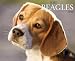 beagle34 - Just Beagles 2010 Wall Calendar