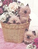 Kitty Bouquet