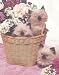   - Kitty Bouquet, Himalayan Cat Art Poster Print by Diane Leis, 16x20
