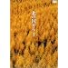 �k�̍����� Vol.1 [DVD]