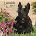 Scottish Terriers 2009 Square Wall Calendar