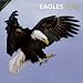 Bird Calendars: Eagles - 12 Month - 30x30cm