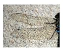 Dragonfly Wings Animals Photographic Poster Print by Carmen Mandel-Cesareo, 24x20