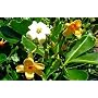 Perfume Flower Tree 10 Seeds