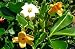 Perfume Flower Tree 10 Seeds
