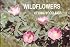 Wildflowers of Iowa Woodlands