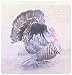3dRose Wild Turkey Iron on Heat Transfer for White Material, 10 by 10-Inch