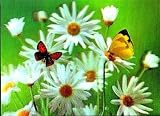 3D Lenticular POSTCARD-DAISIES