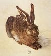 Durer Hare Jigsaw Puzzle 1000pc