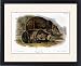 Framed Prints of GRIZZLY BEAR (URSUS FEROX). Lithograph, 1846, after the painting by John James from Granger Art on Demand