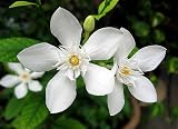 Asian Snow Wrightia Pre-Bonsai Tree - Wrightia - 4" Pot - Water Jasmine