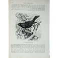 CASSELL'S BIRDS c1870 BLACKBIRD TURDUS MERULA NATURE