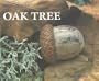 Oak Tree (Webs of Life)