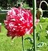 Grow Your Secret Garden Poppy Bombast Red Fresh Seeds, Papaver Somniferum Peony