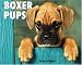  - Boxer Puppies Just Wall 2008