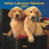 Labrador Retriever, Yellow Puppies 2008 Square Wall