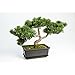 Bonsaï cèdre artificiel en pot, 113 feuilles, 23 cm - arbre artificiel / bonsai déco - artplants