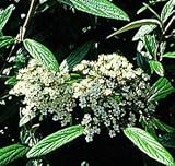Pragense Viburnum Trade Gallon Pragense Viburnum Trade Gallon