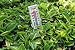 Interior Plant - 24