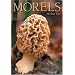 Morels