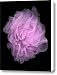 Loofah I Canvas Print / Canvas Art - Artist Tom Mc Nemar