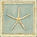 Classic Starfish Detail von Arnie Fisk, 21x21