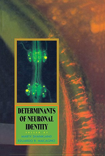 Determinants of Neuronal Identity