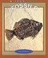 Fossils (True Books)
