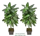 TWO 6' Philodendron Artificial Tropical Plants, with No Pot