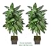 TWO 6' Philodendron Artificial Tropical Plants, with No Pot