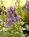 Monkshood 50 Seeds - Aconitum - SHADE PERENNIAL