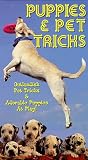 Puppies & Pet Tricks [VHS] [Import]