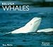 Beluga Whales (WorldLife Library Series)