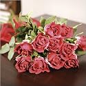 American Beauty Rose Buds, Set of 12