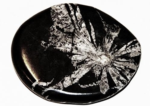 Rare Canadian Extra Large 3 1/8" Chrysanthemum Stone, Prosperity and Transformation Stone, Reiki, #11